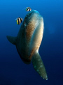 Mola mola getting cleaned i Crystal Bay, Nusa Penida. Olympus E330, 8mm fisheye, 2 Ikelite DS125 strobes. 